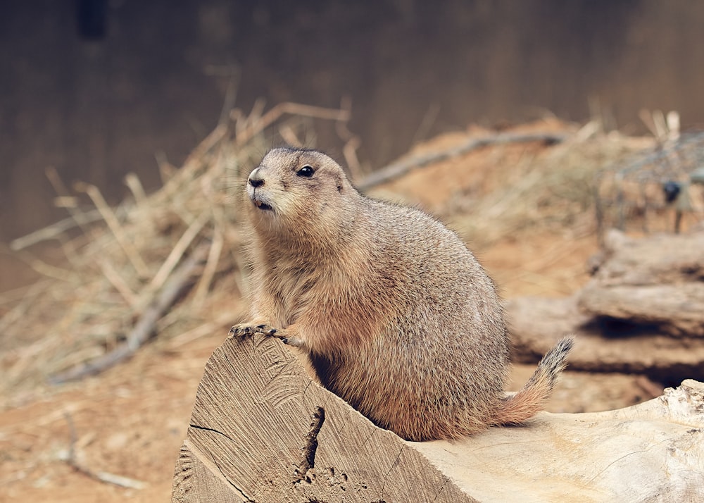 gray rodent on tree log