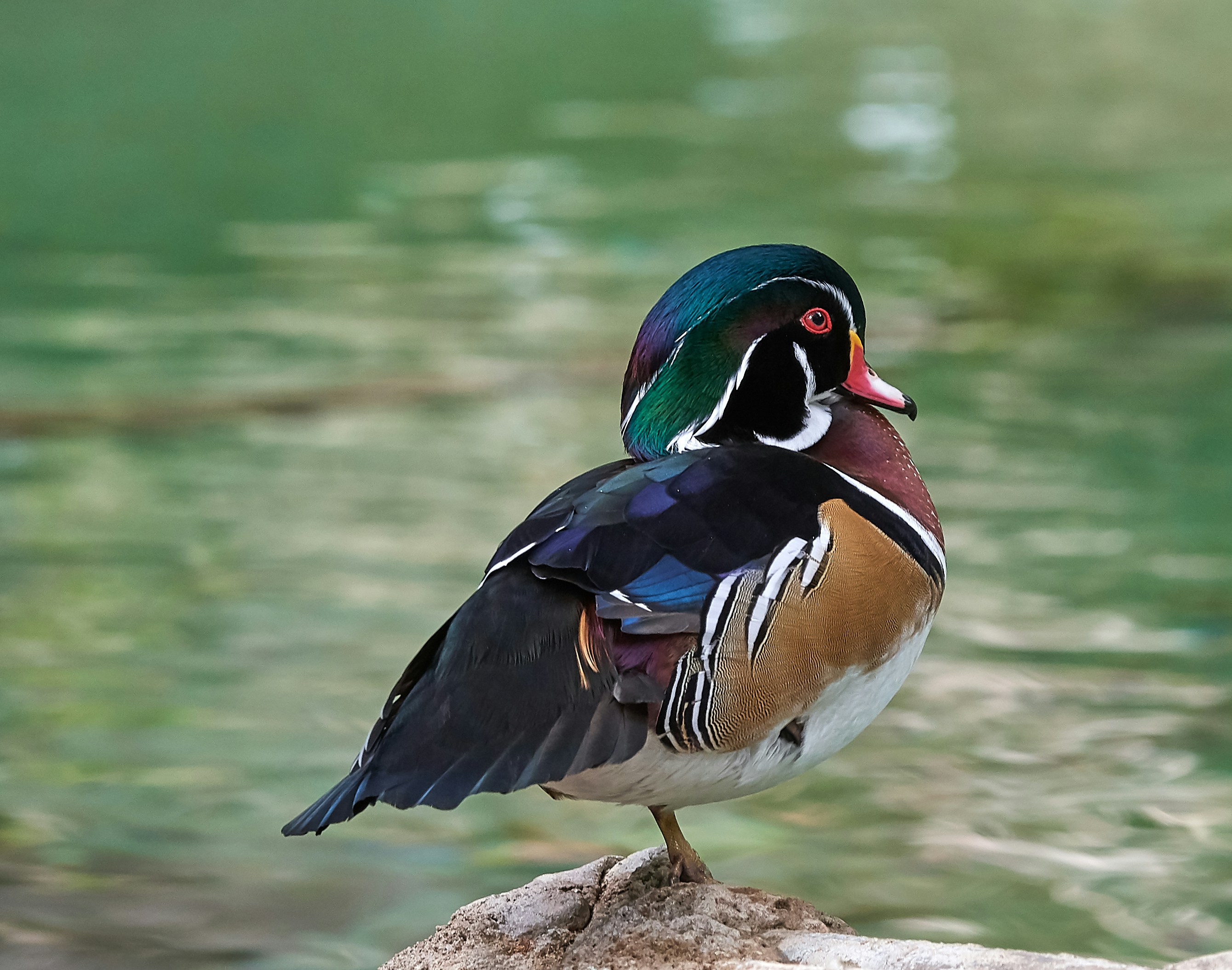 a colorful bird standing on a rock next to a body of water