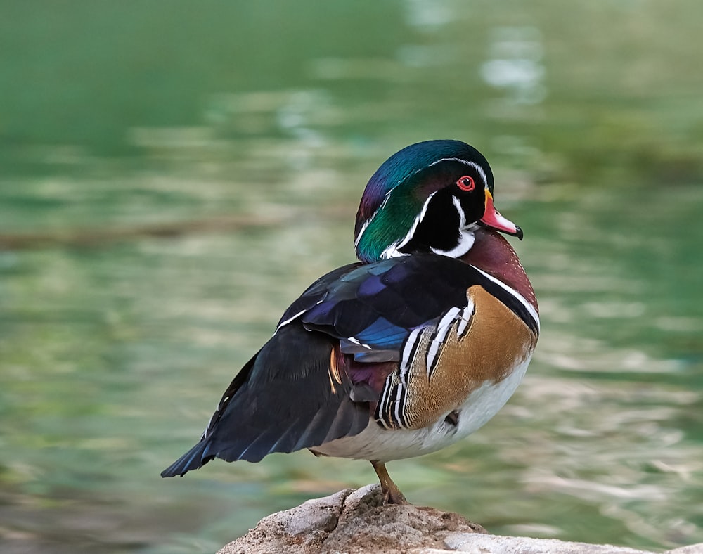 a colorful bird standing on a rock next to a body of water