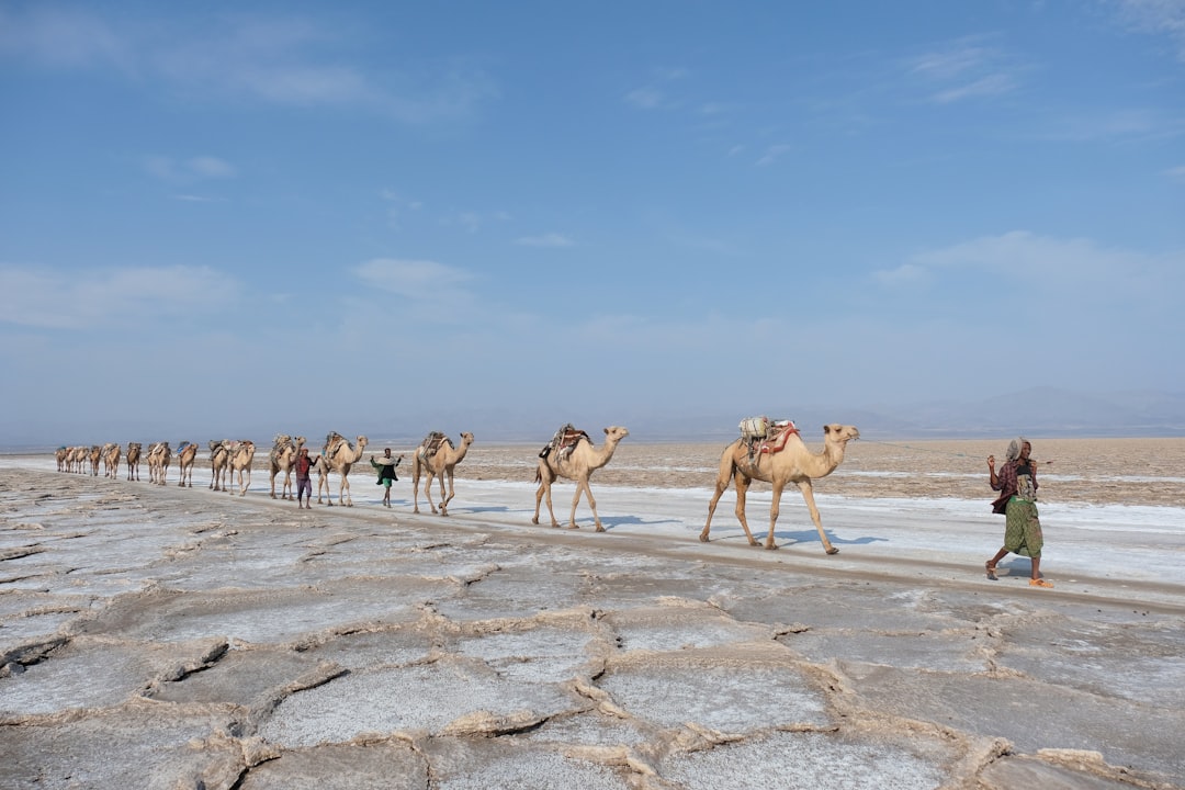 Man leading camels in desert