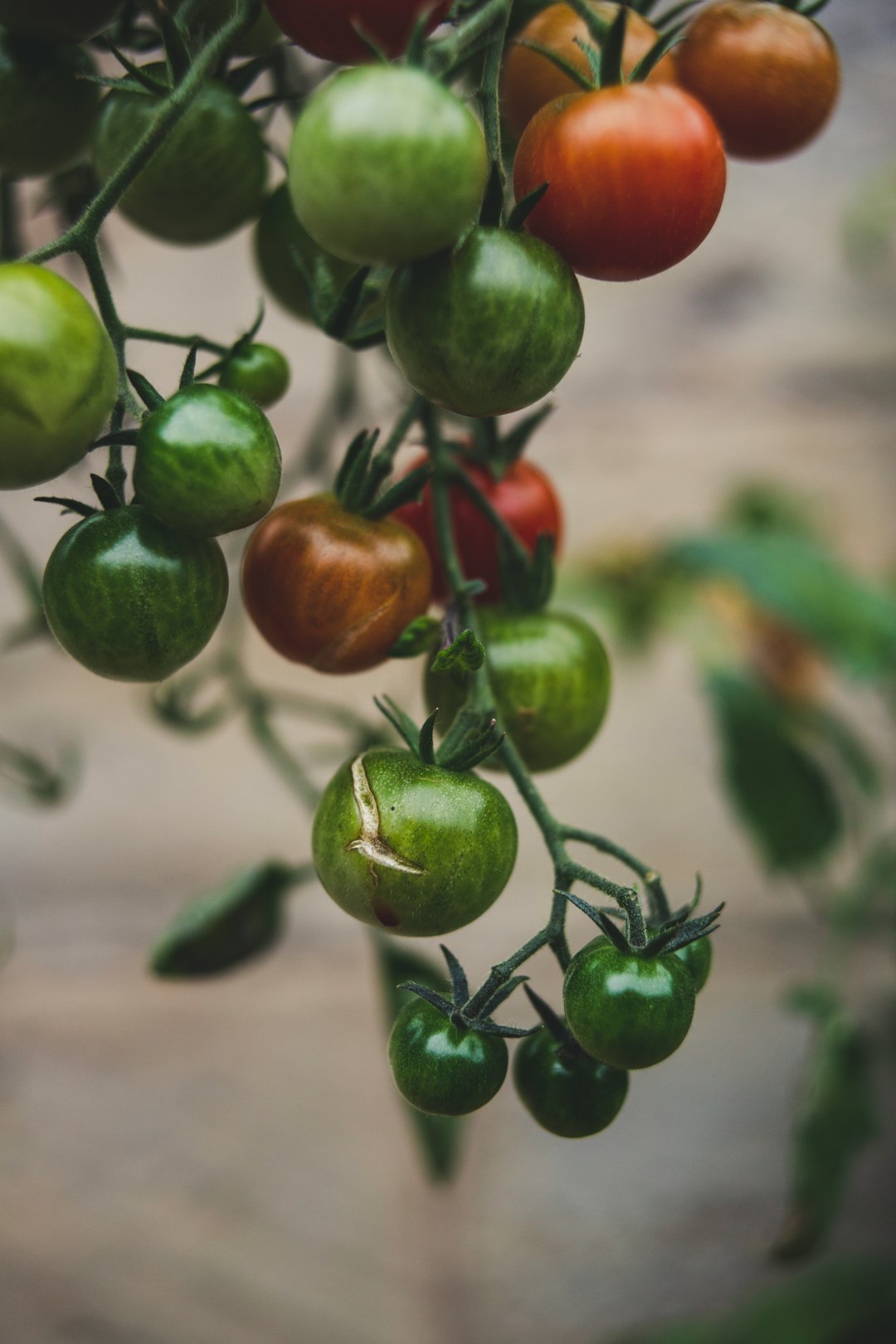 green and red tomatoes