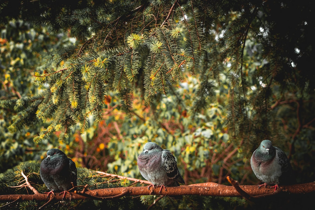 three birds perched on branch