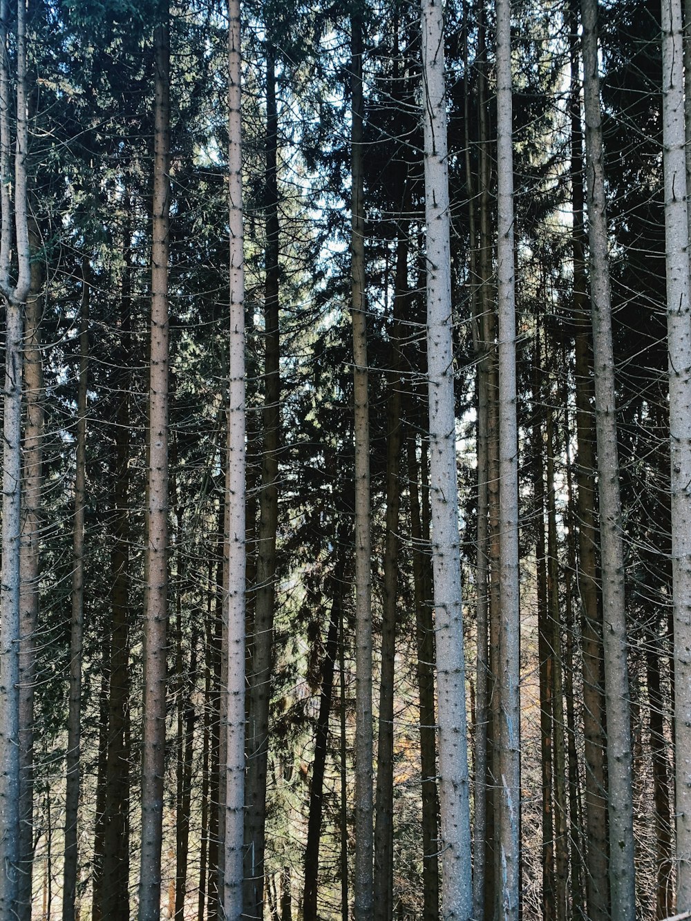 brown trees in forest during daytime