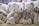 A group of plush teddy bears with blue noses are dressed in checkered brown and cream outfits, sitting closely together on a wooden surface. Each bear has a label attached to its ear, detailing product information.