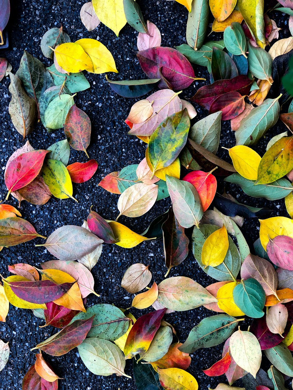 close-up photo of yellow, pink, and green leaves