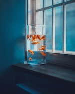 school of fish