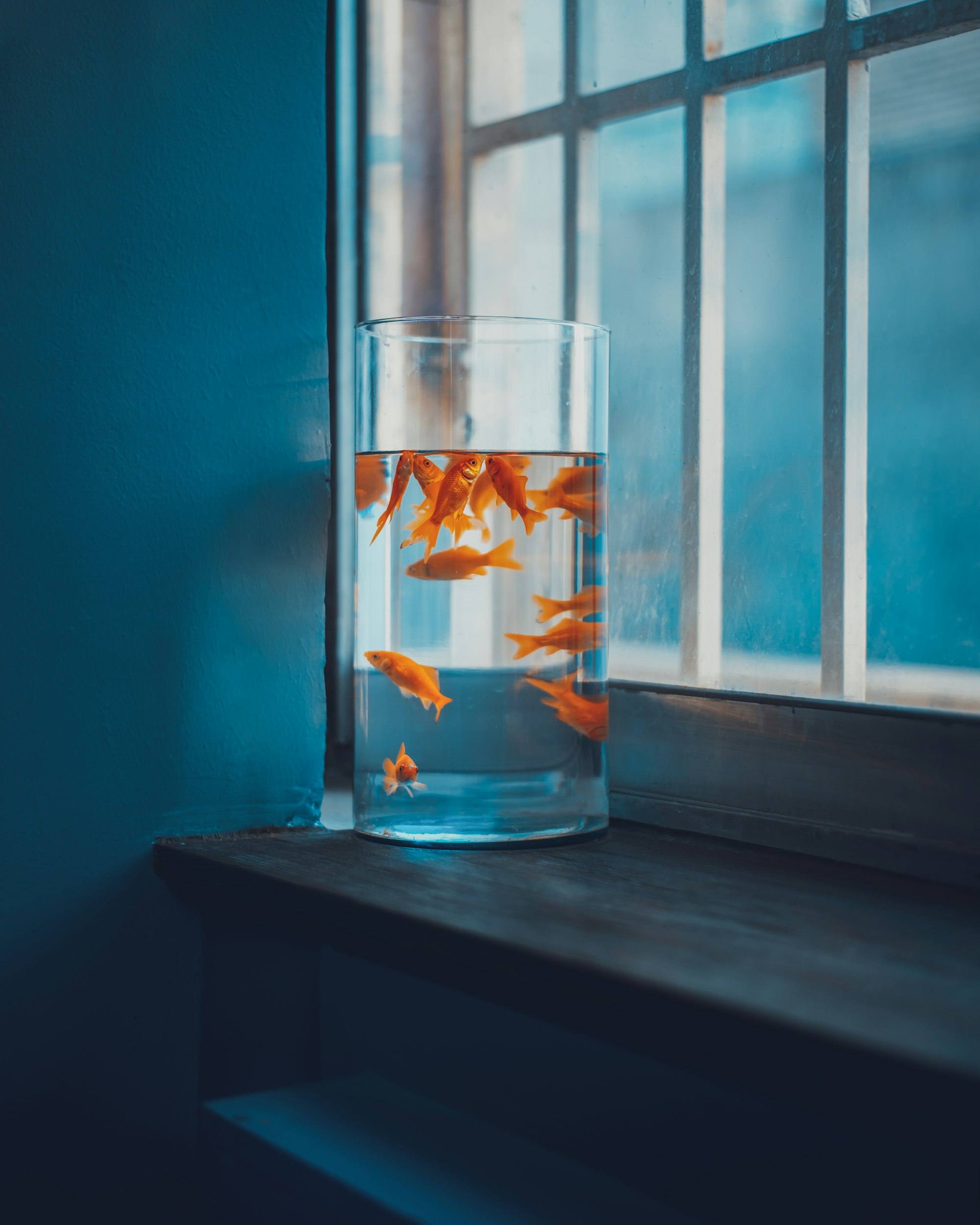 5 Common Mistakes to Avoid When Caring for Fish in an Aquarium