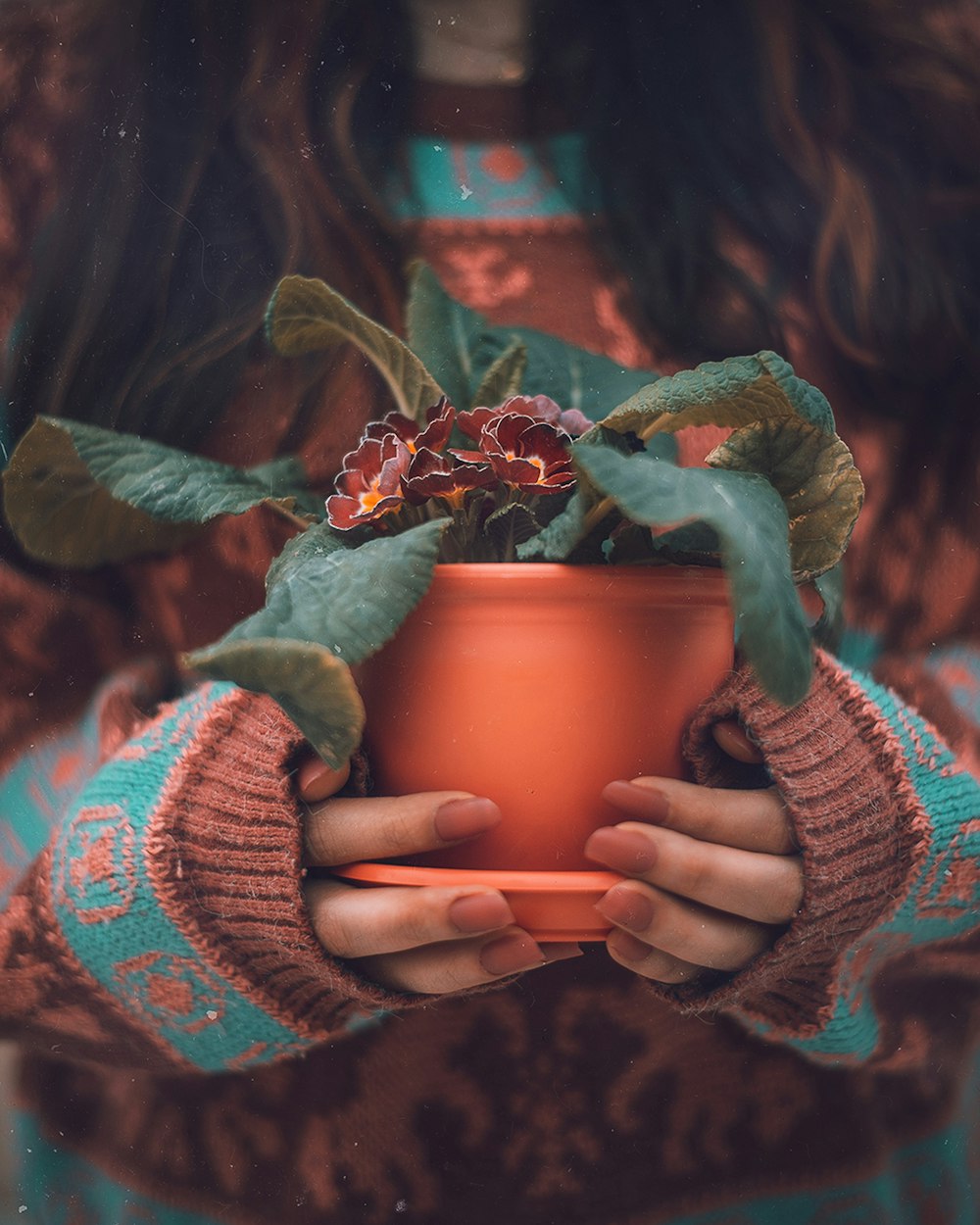 woman holding green potted plant