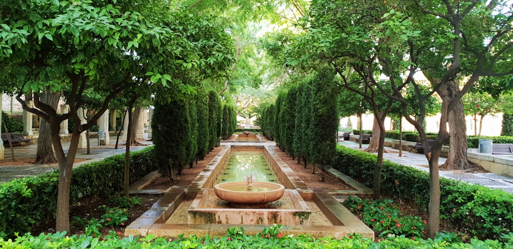 fontaine et bassin entre plantes et arbres