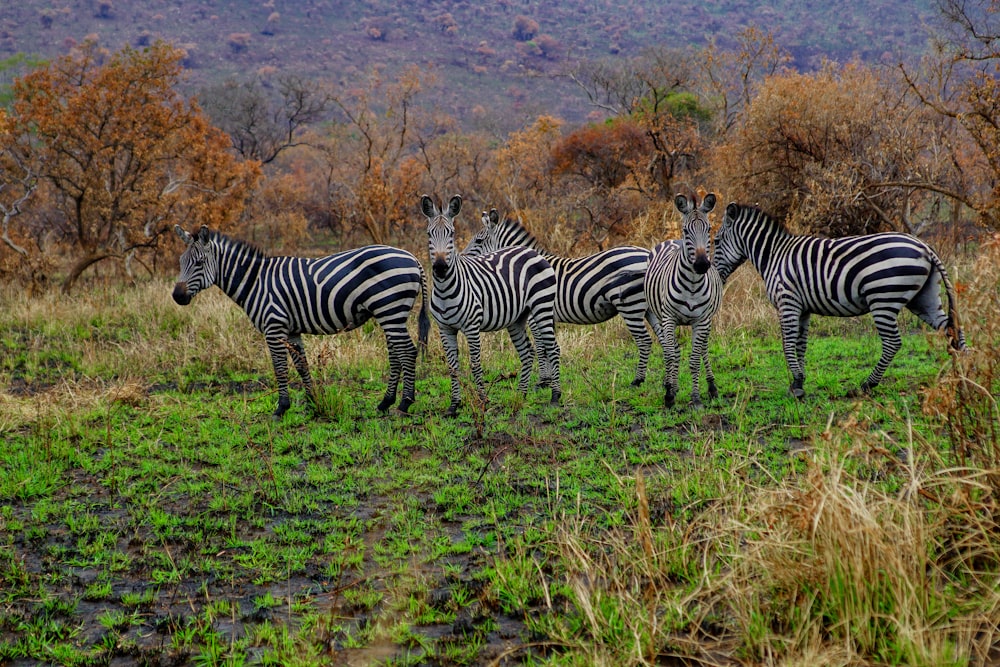 Zebras während des Tagestim e