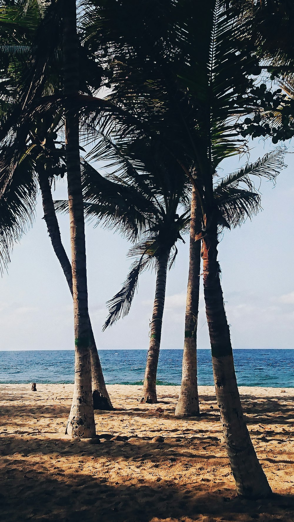 palm tree beside beach line