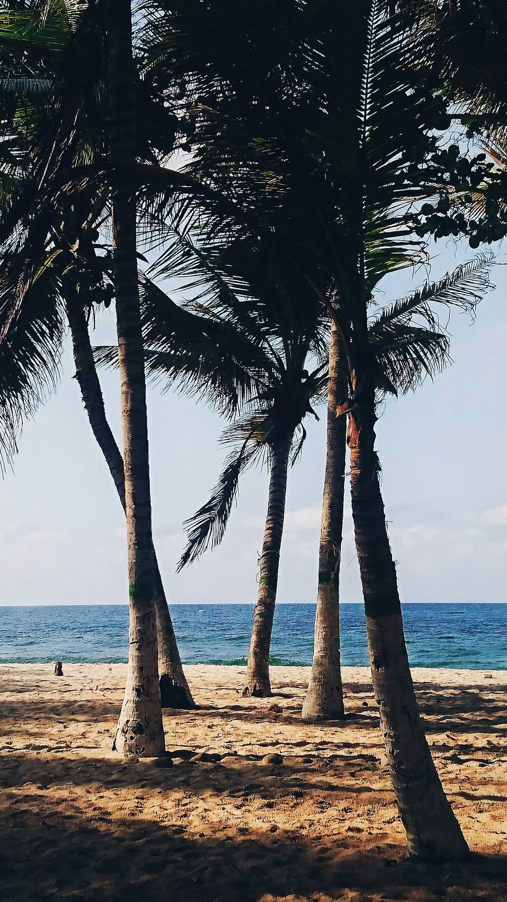 Palmera al lado de la línea de playa