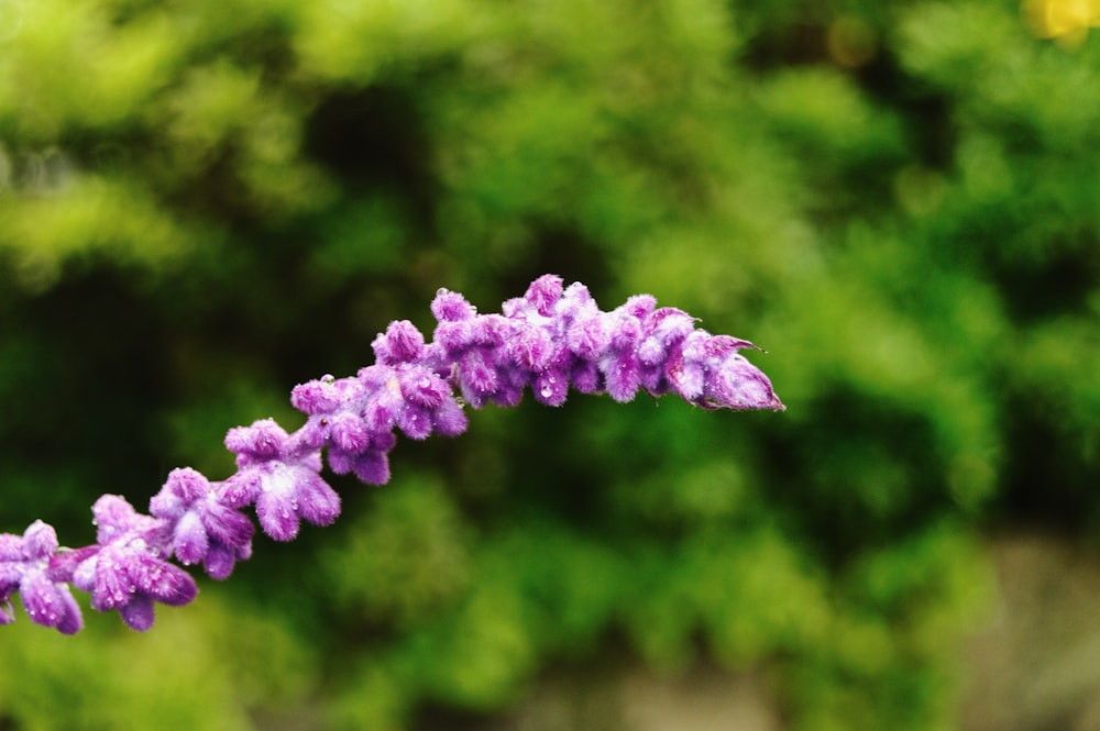 photo of Lavender