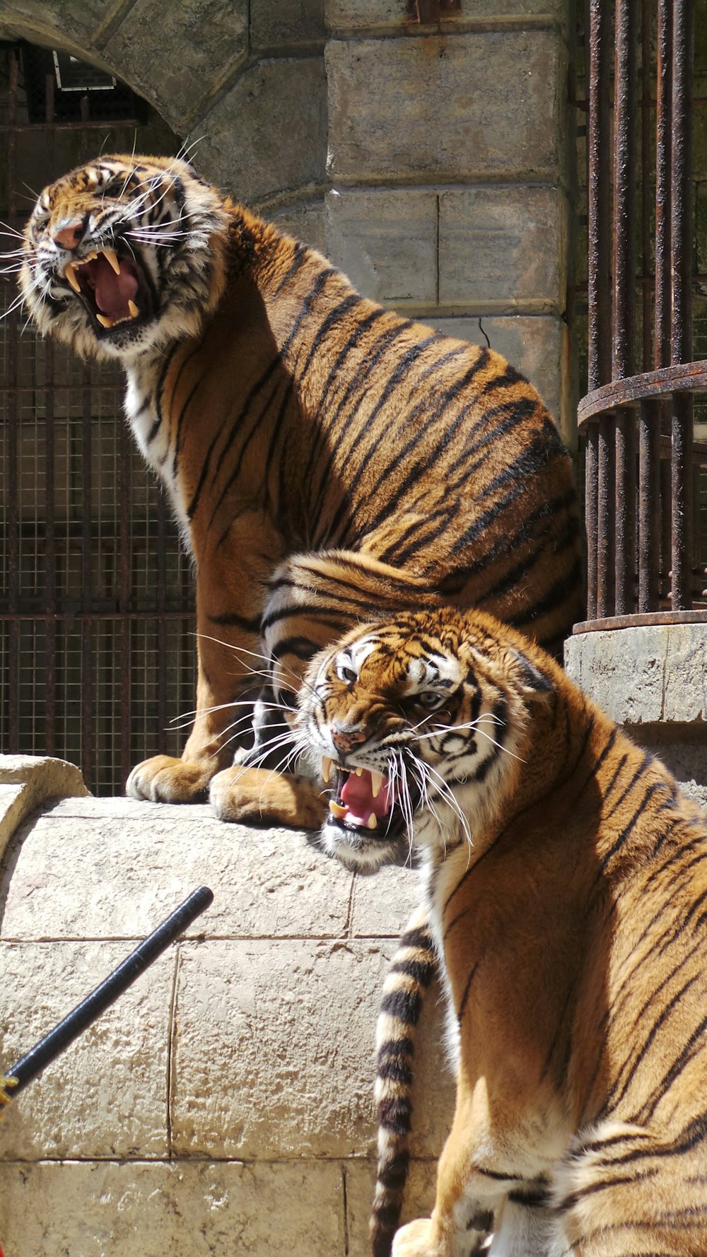 two orange and black tigers