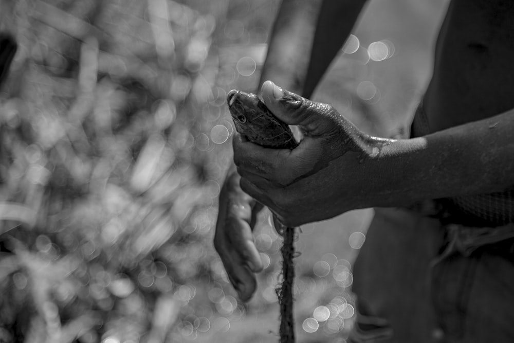 grayscale photography of snake