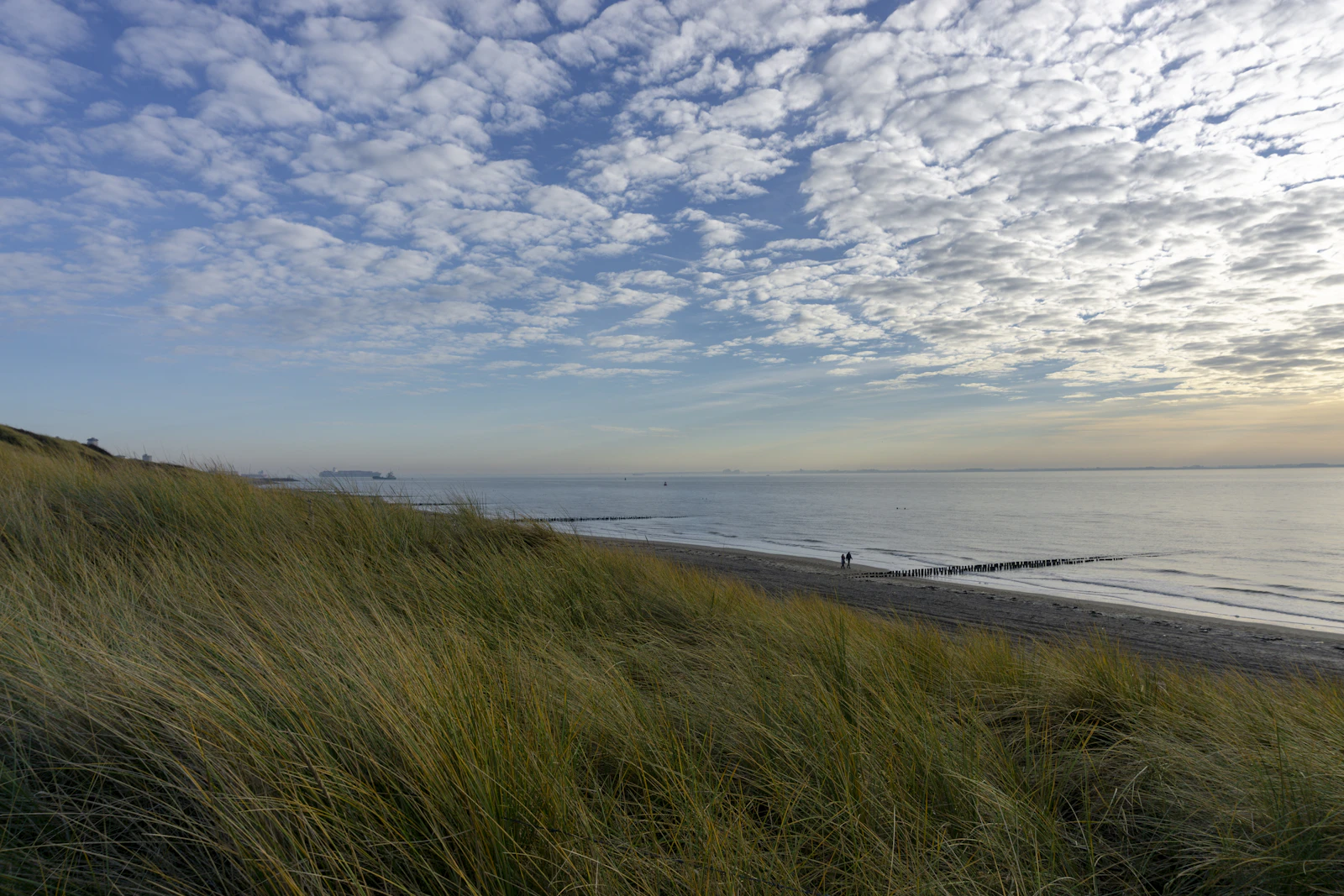 Grassy coastal dunes rolling toward the sea