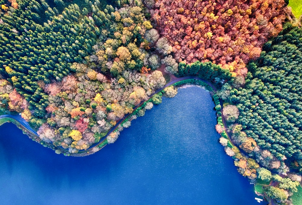 Photographie aérienne d’une forêt à côté d’un plan d’eau