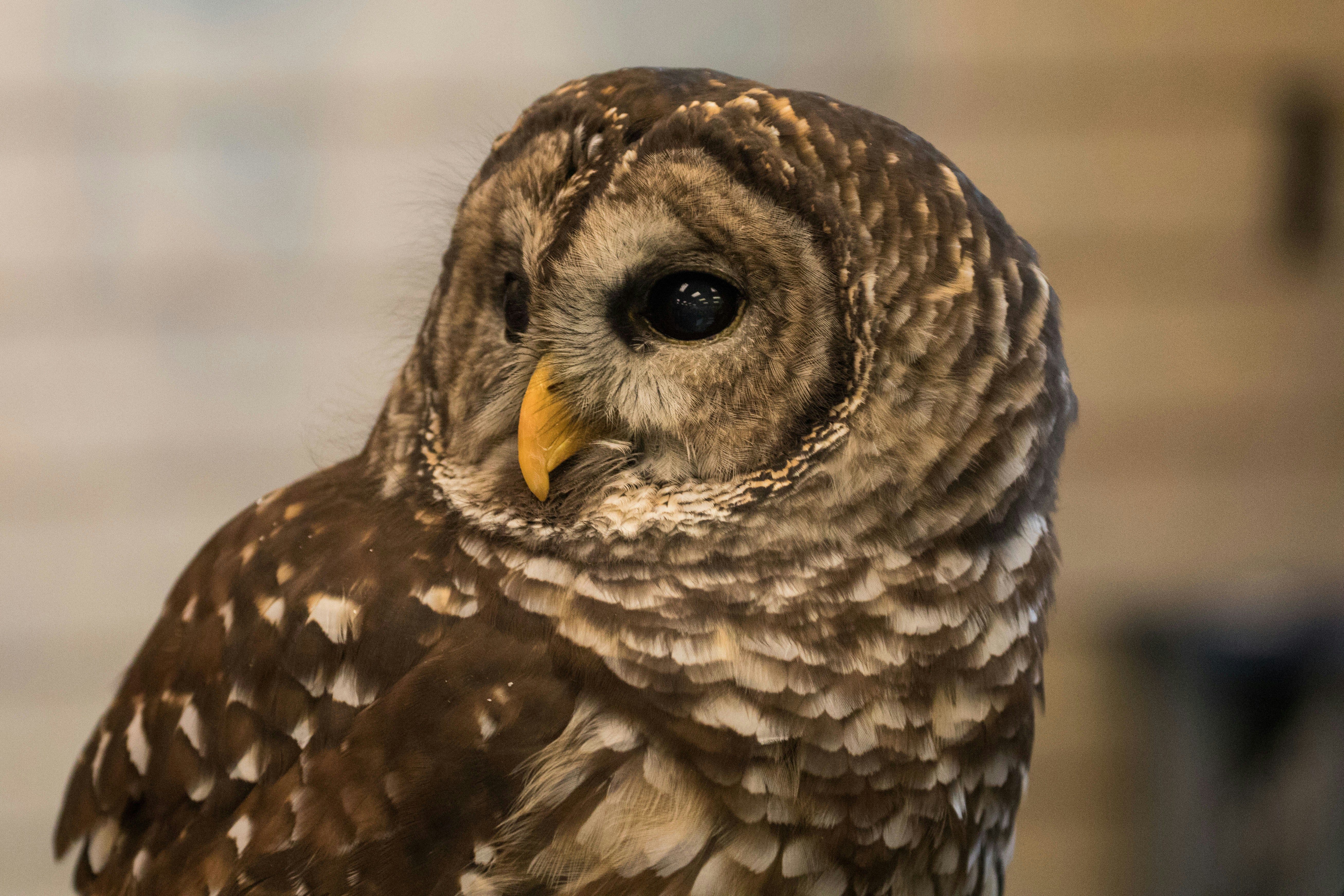 photo of brown and gray owl