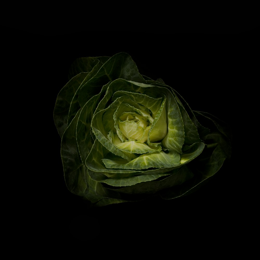 green cabbage