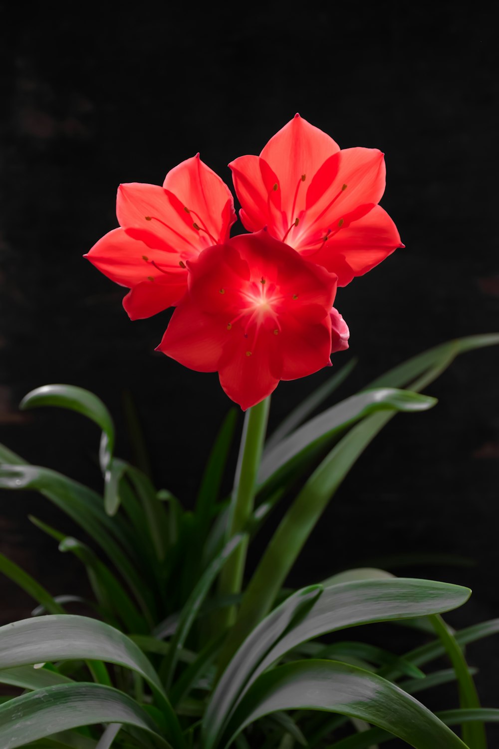 close up photography of red petaled flower