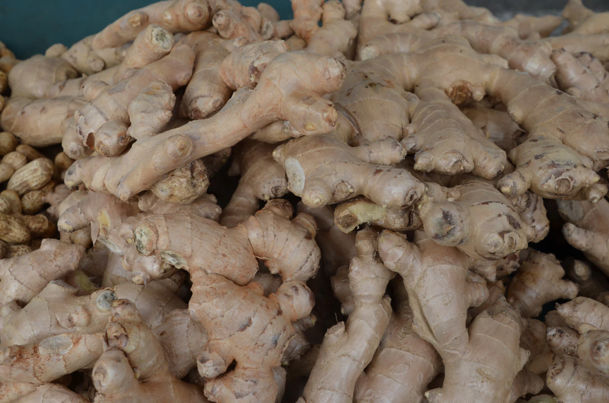 Garlic Lahsun Growing India — Complete Encyclopedia Medicinal Spice