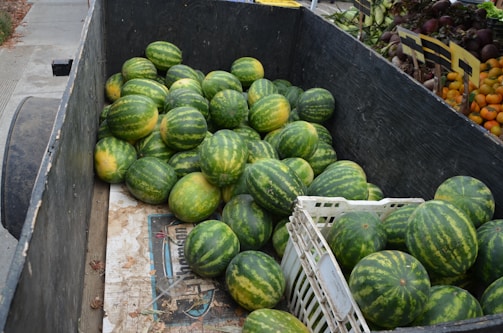 A large quantity of watermelons is piled inside a black vehicle bed or container. The watermelons have a striped green and yellow pattern. There is a white plastic crate among the watermelons. To the right, there are other fruits and vegetables, including orange and green produce, likely at a market or farm stand.