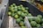A large quantity of watermelons is piled inside a black vehicle bed or container. The watermelons have a striped green and yellow pattern. There is a white plastic crate among the watermelons. To the right, there are other fruits and vegetables, including orange and green produce, likely at a market or farm stand.