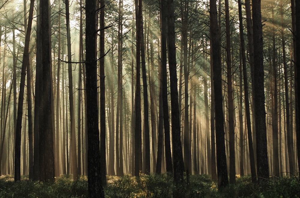 forest trees at daytime