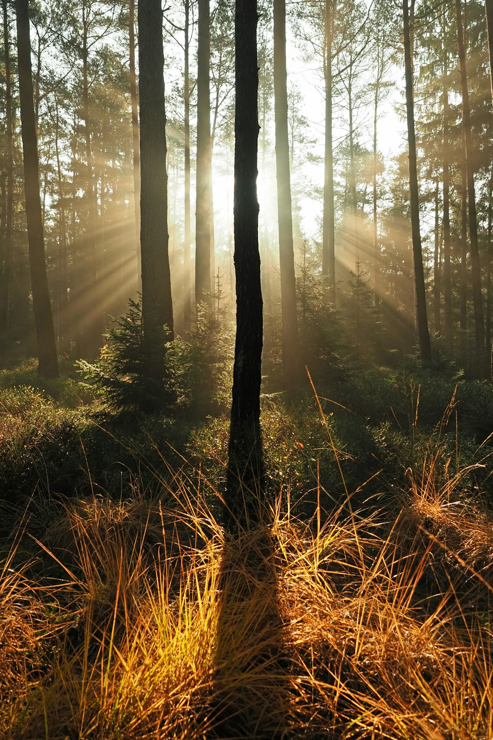 arbres de la forêt pendant la journée