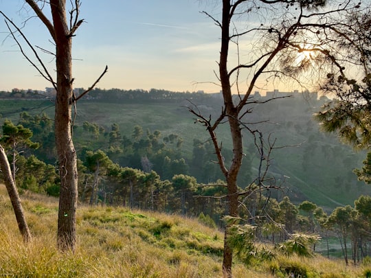 trees on hill in Lucera Italy