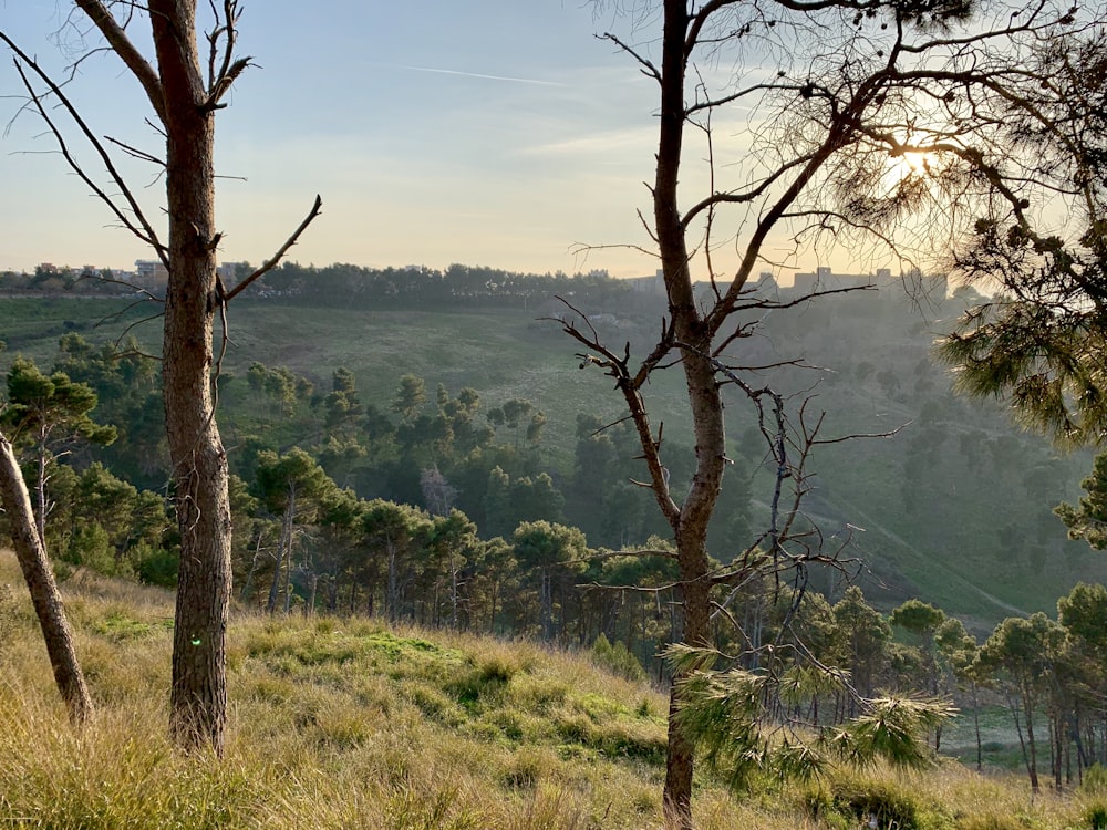 trees on hill