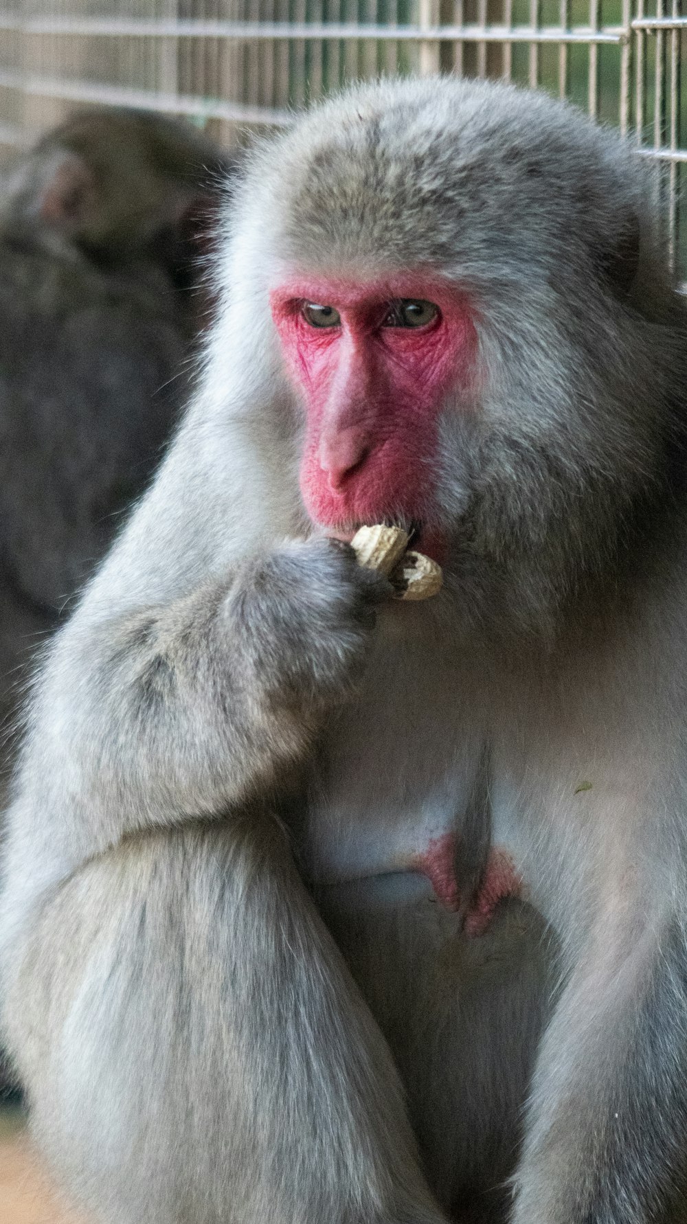 photo of gray monkey