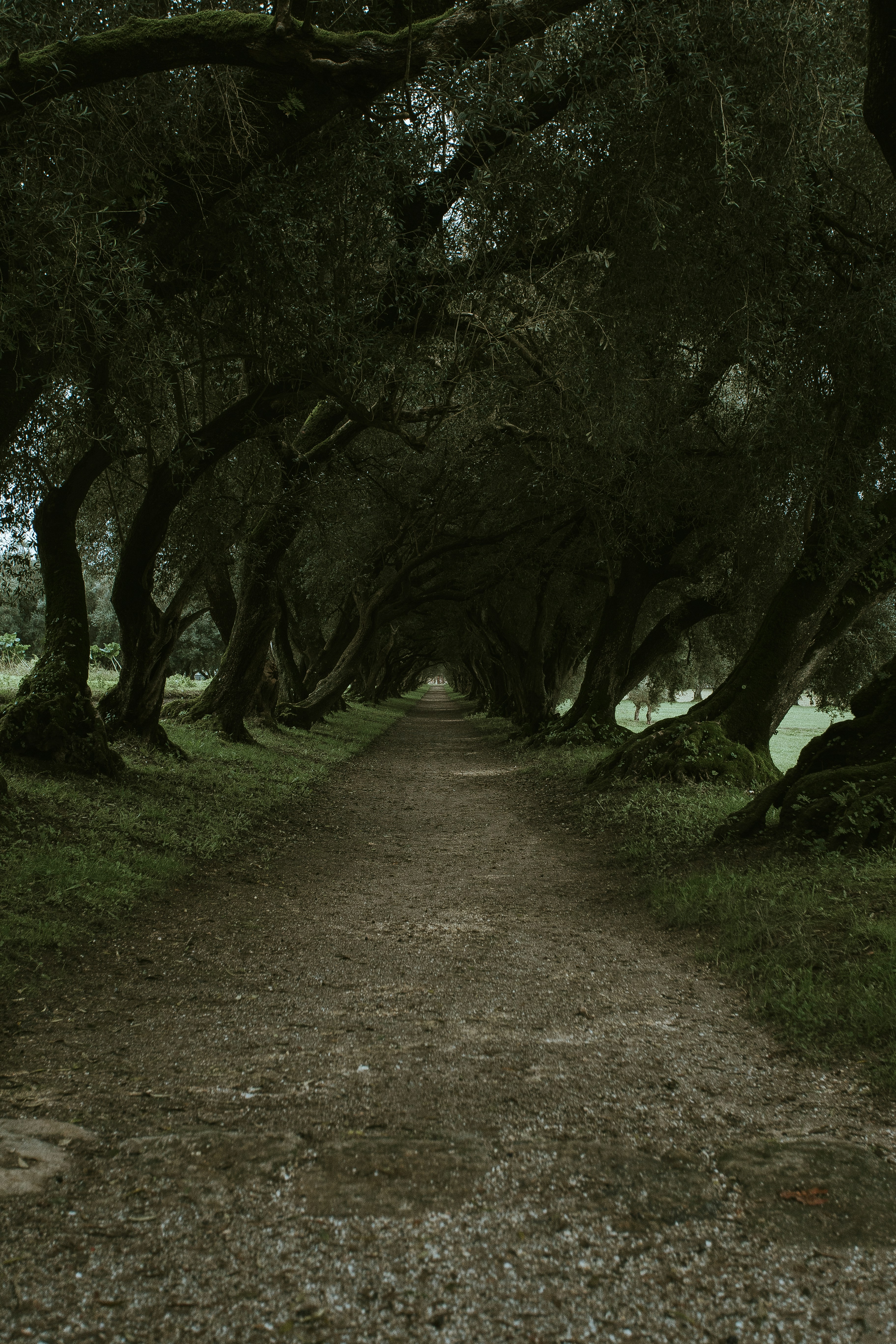 sentiero marrone e alberi dalle foglie verdi