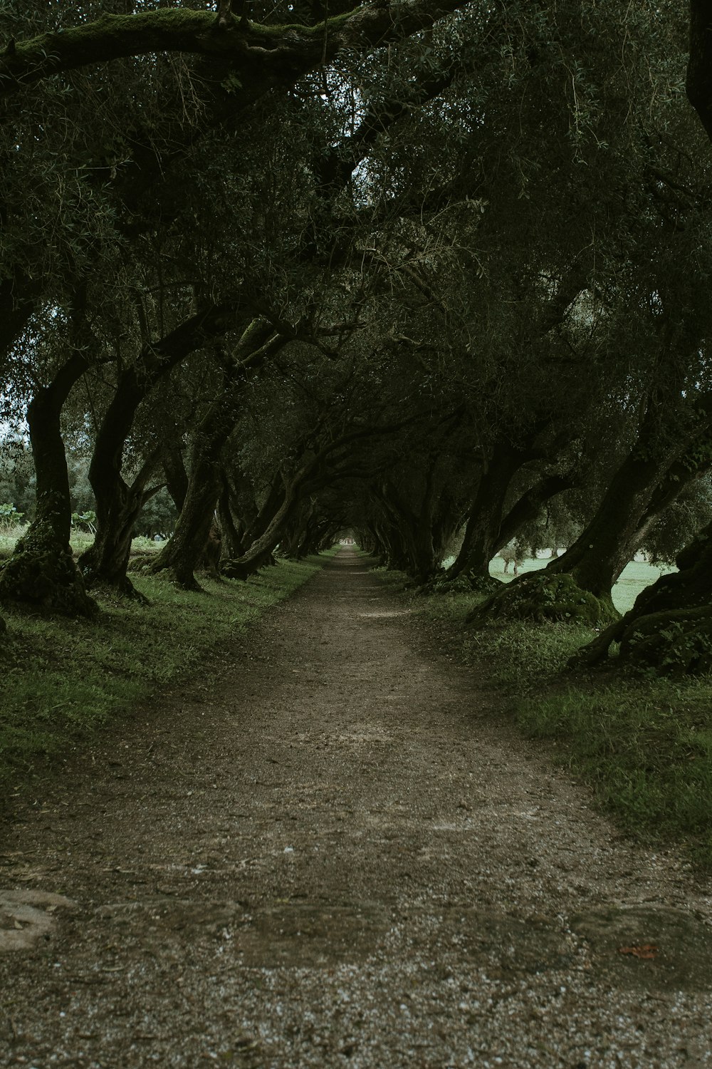 brown pathway and green leafed trees