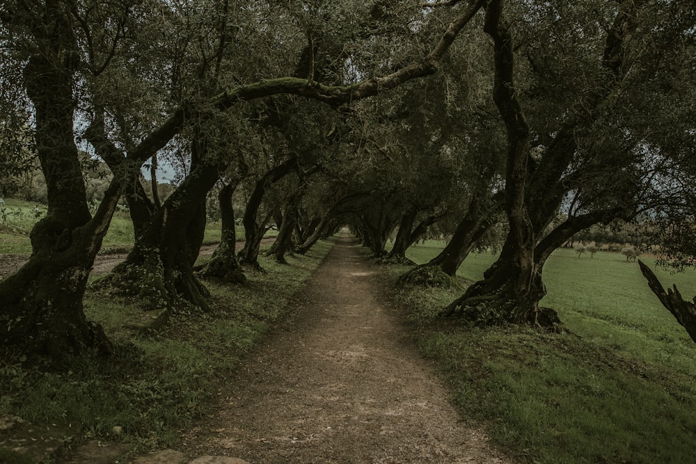 green trees during daytime