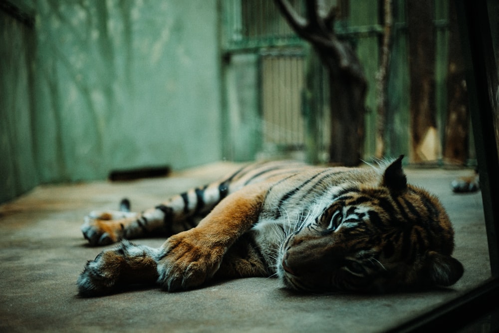 orange, brown, and black lion lying on floor