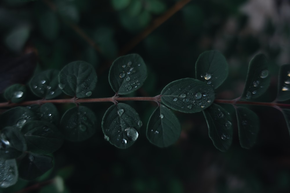 water dew on leaves