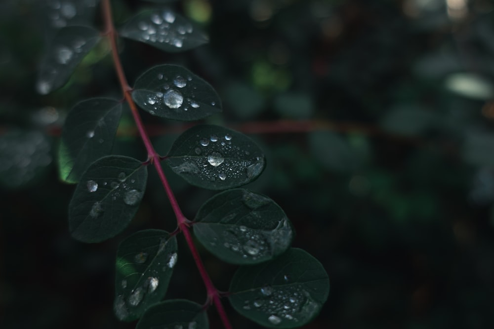 photo of green plant