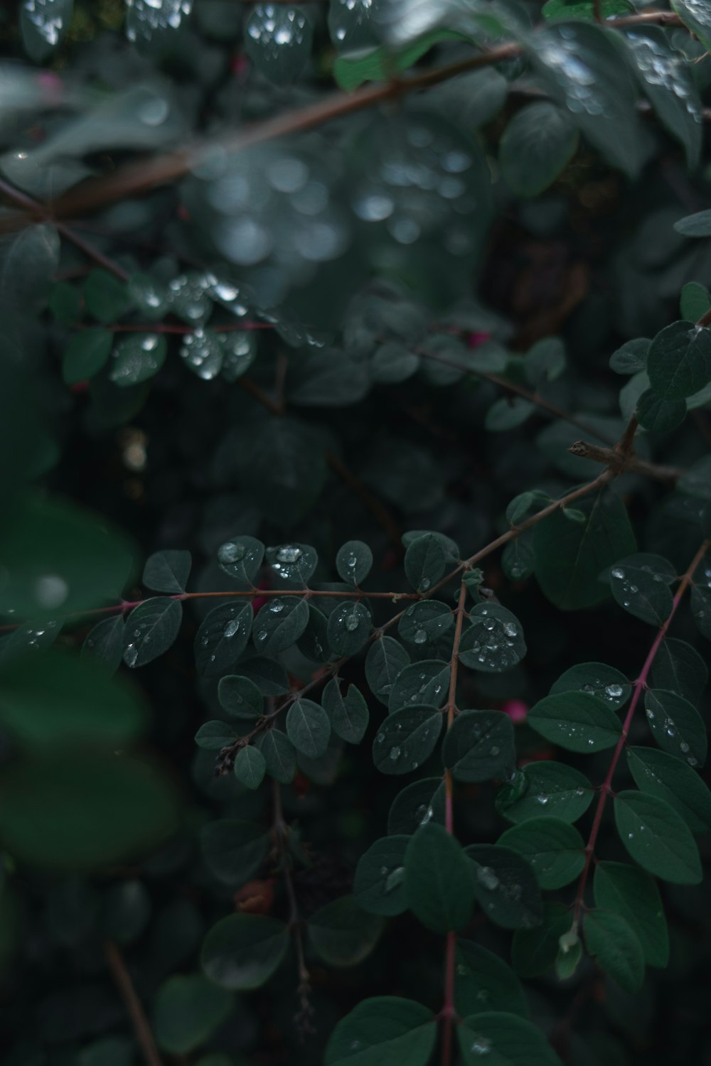 green-leafed plant