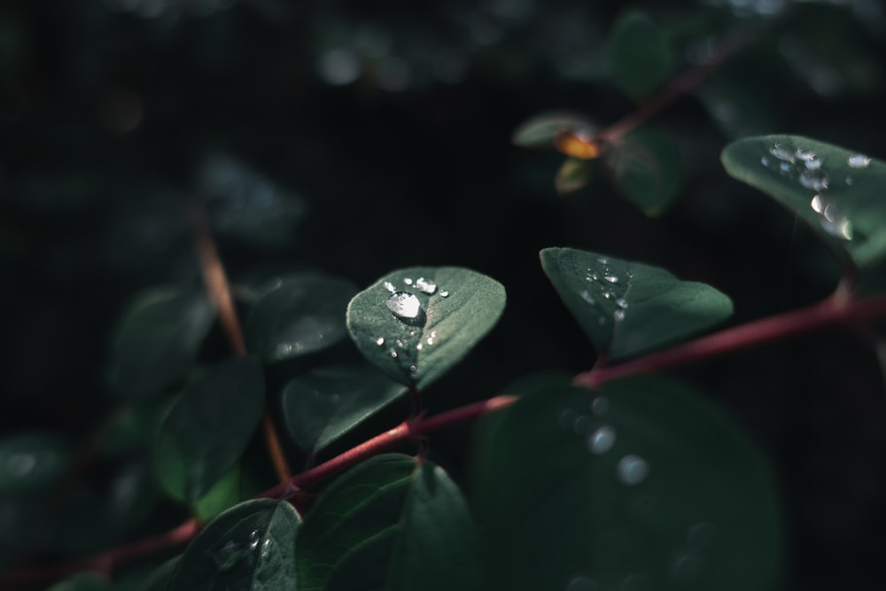 water dew on leaves