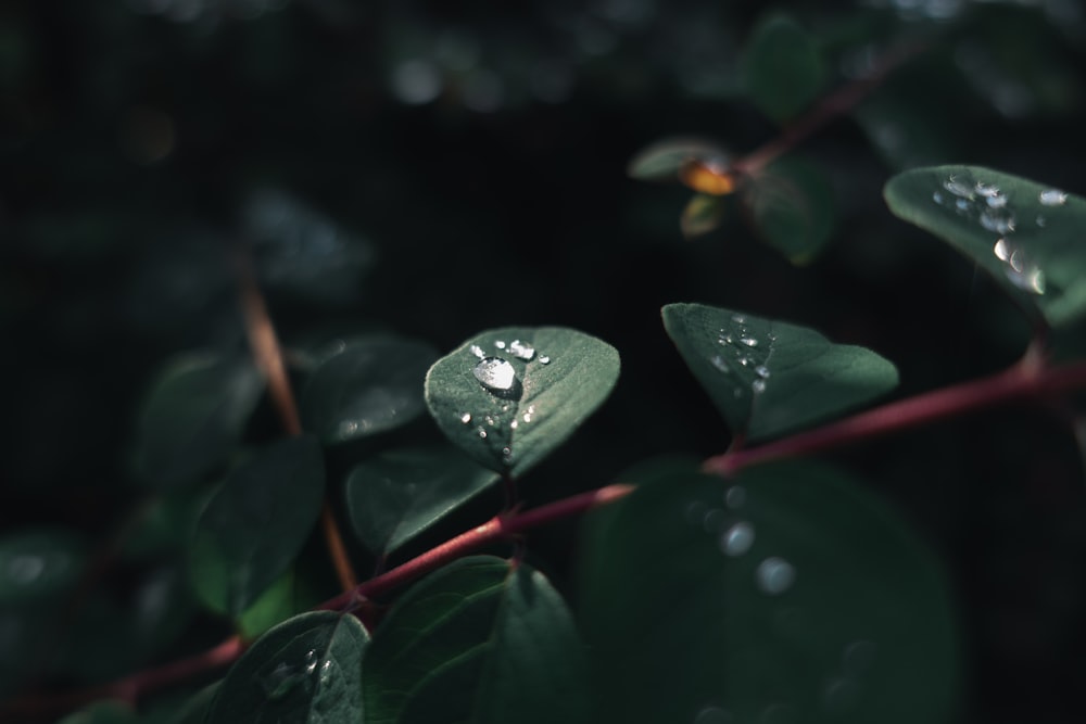 葉の水露