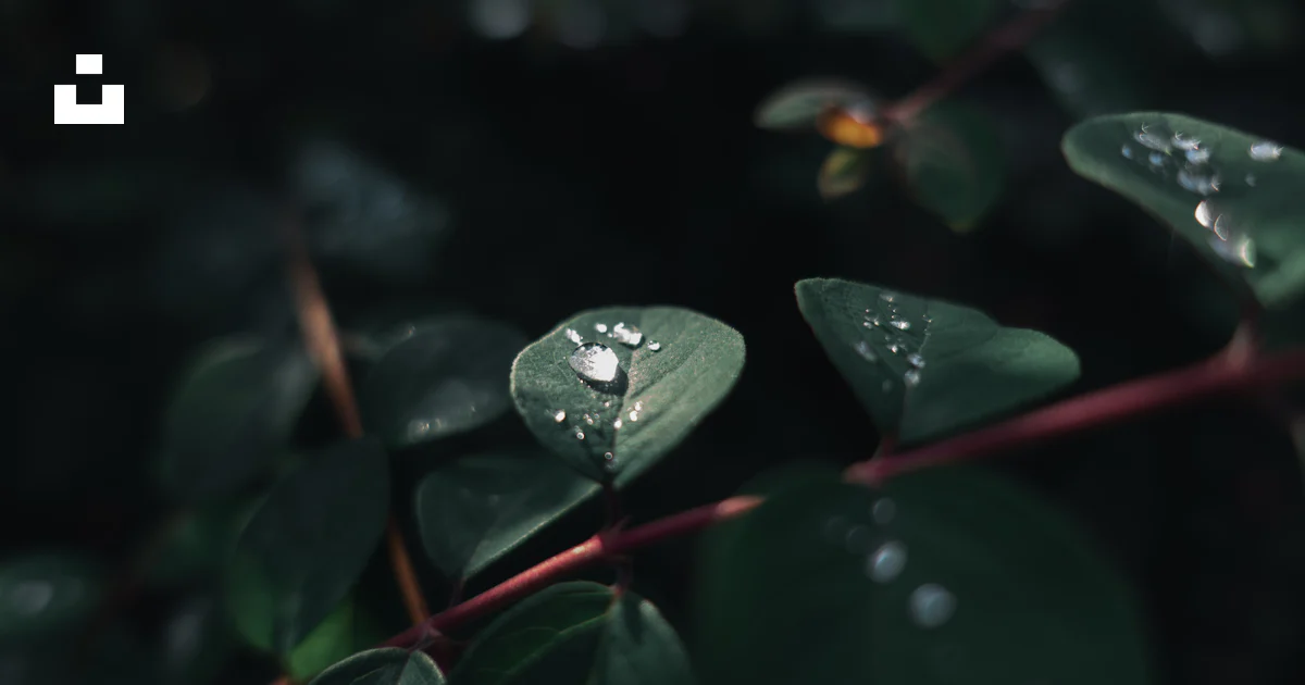 Foto Embun air pada daun – Gambar Bunga Gratis di Unsplash