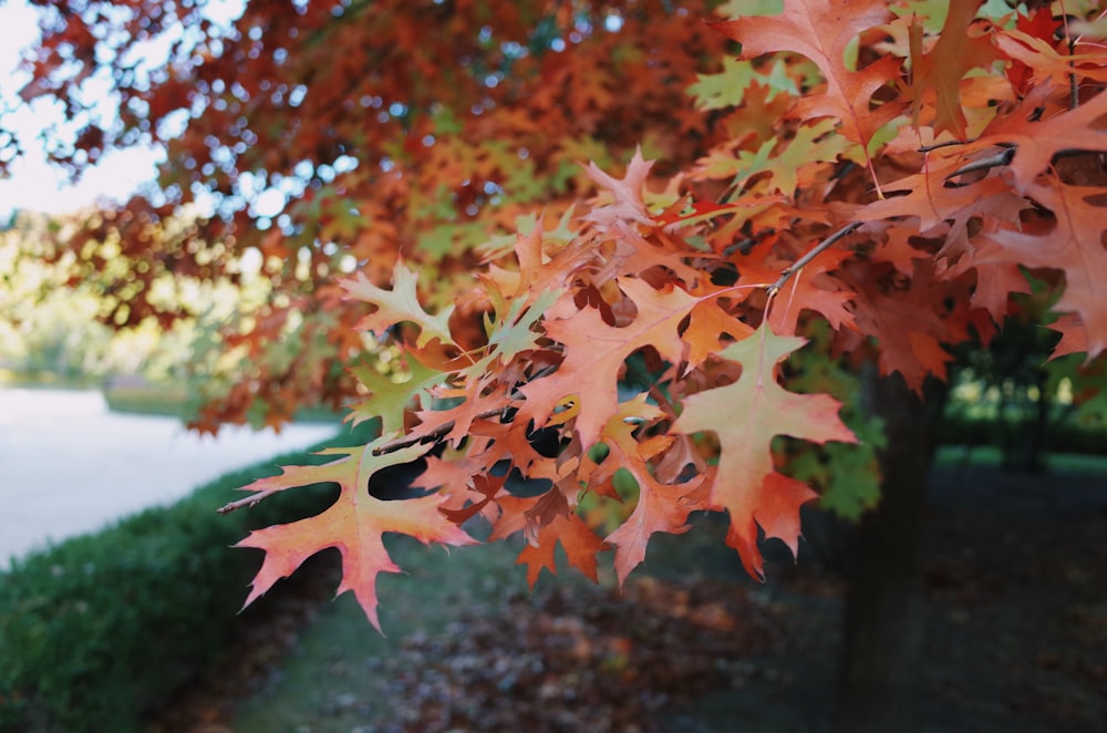 Arbre rouge et vert près d’un plan d’eau calme pendant la journée