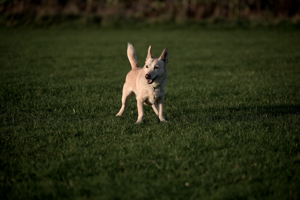 short-coated beige puppy standing on grass