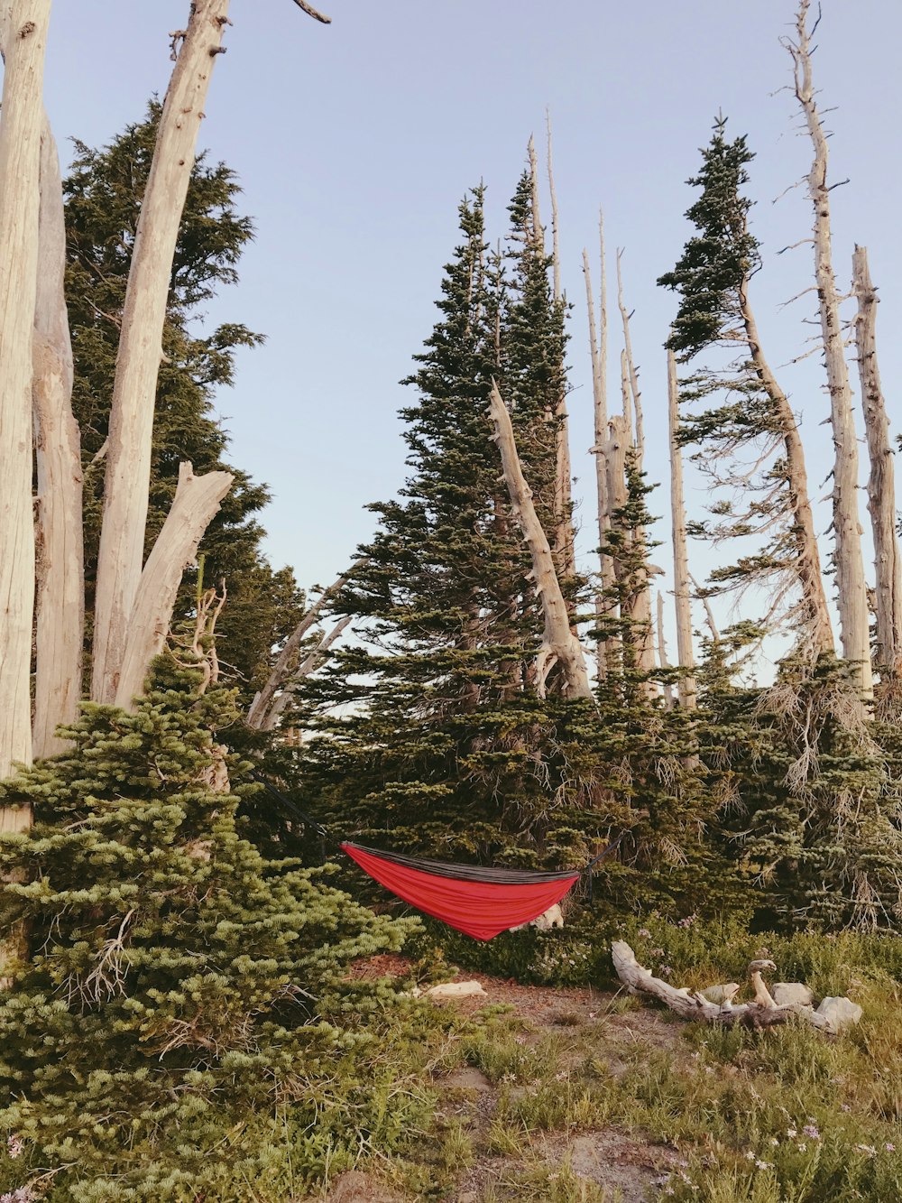 green pine trees and red hammock