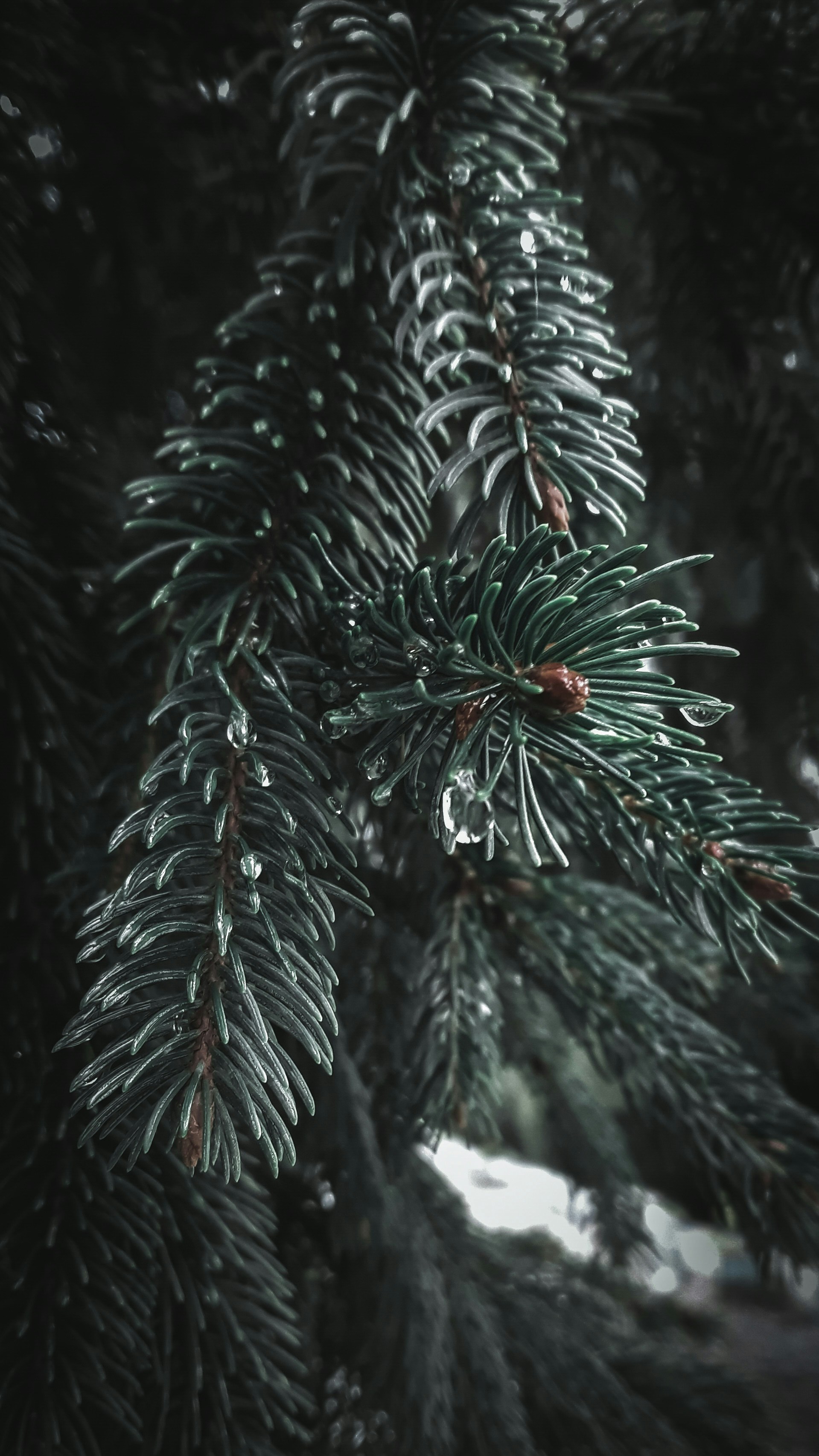 Photo by aliisarvari