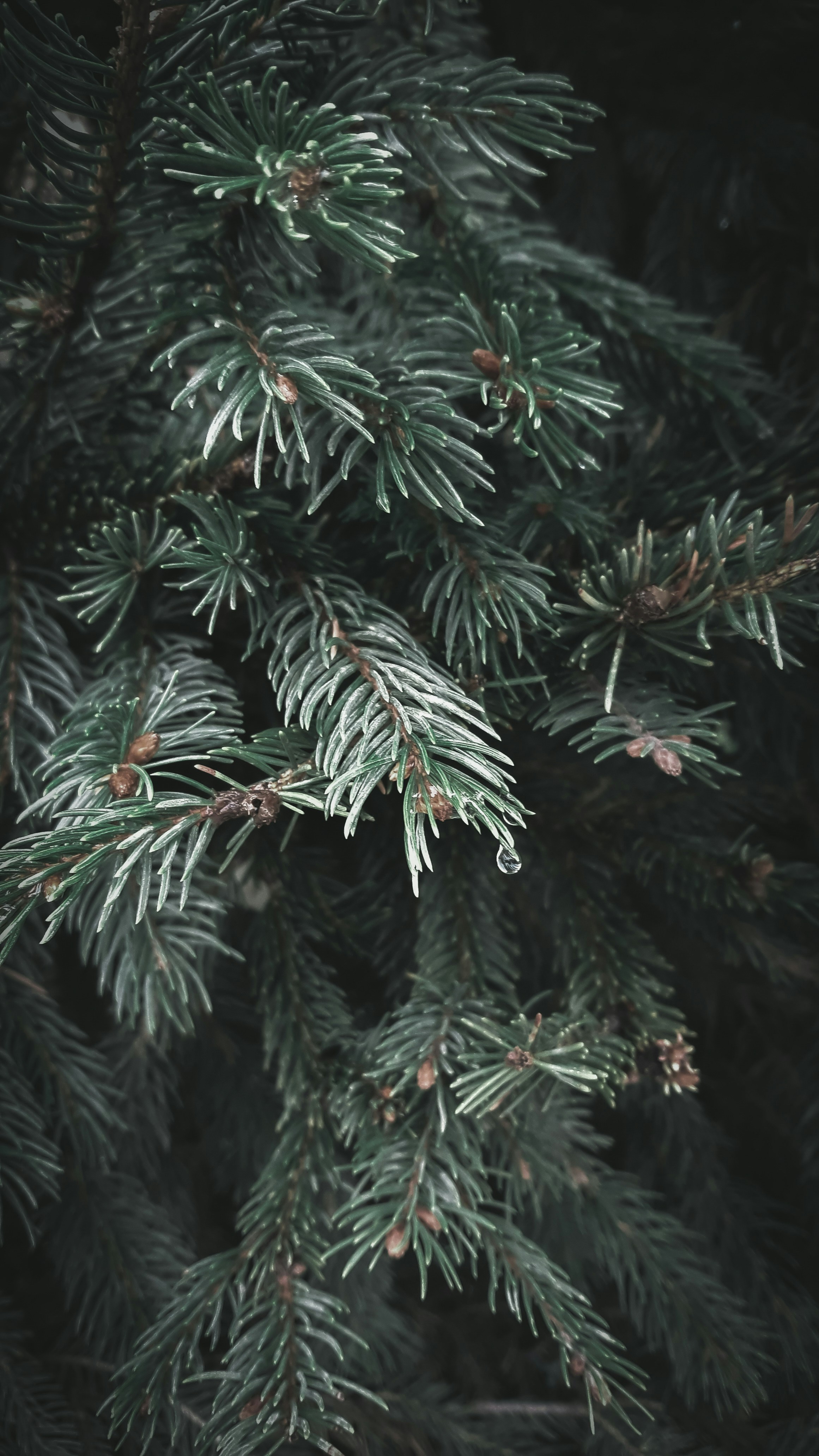 Photo by aliisarvari