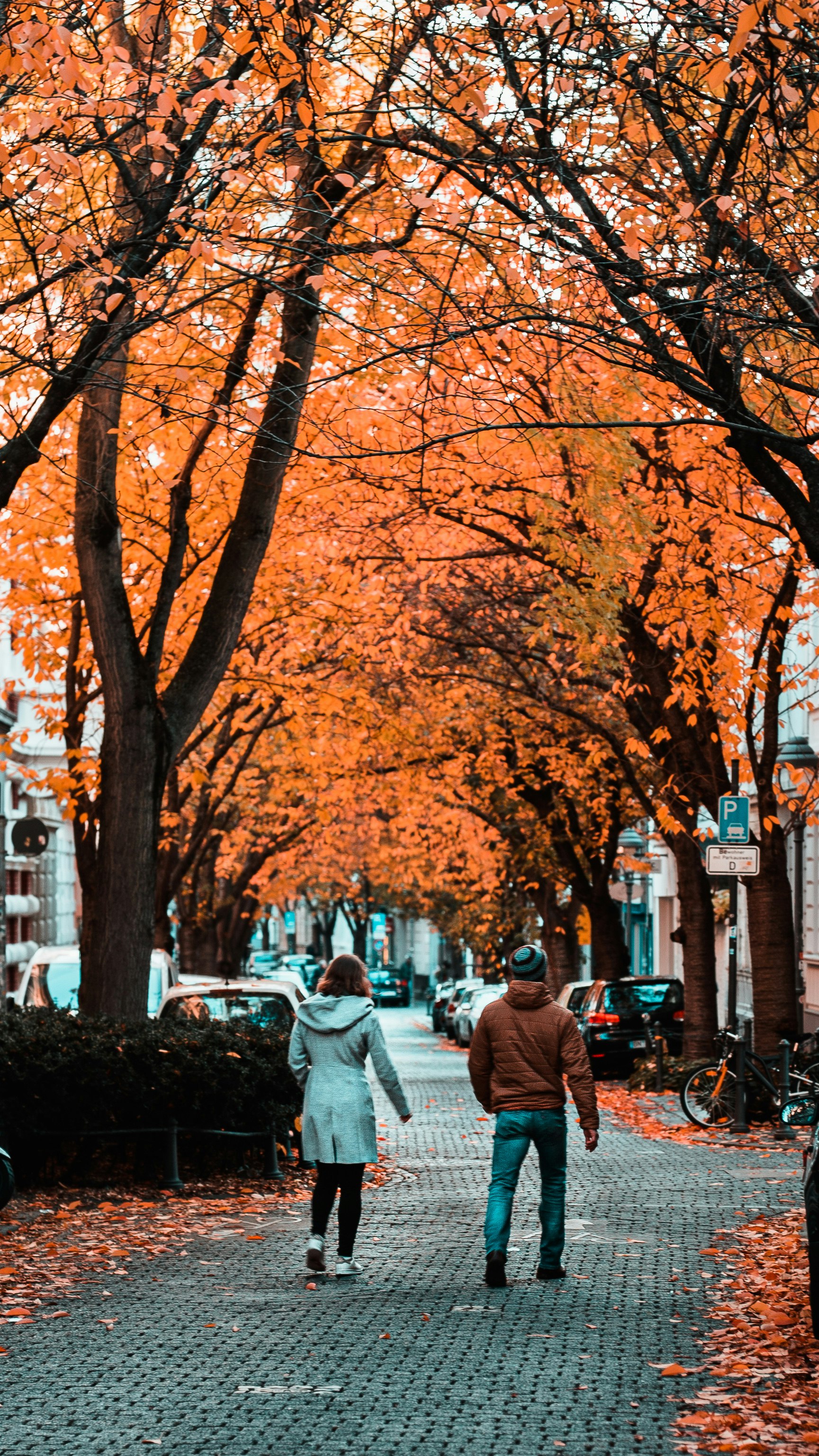 two persons walking on pathway between trees