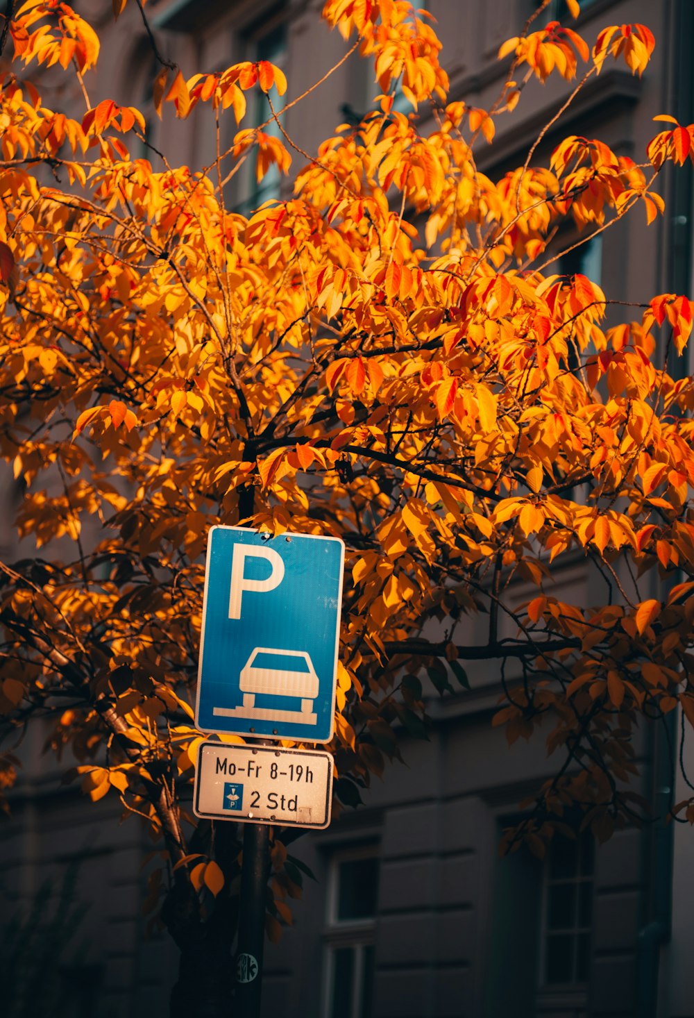 blue and white parking signage