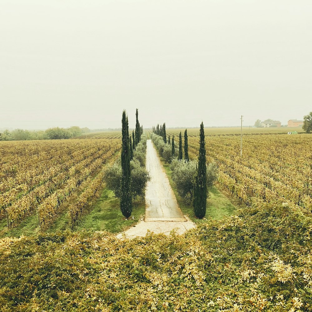 crop field